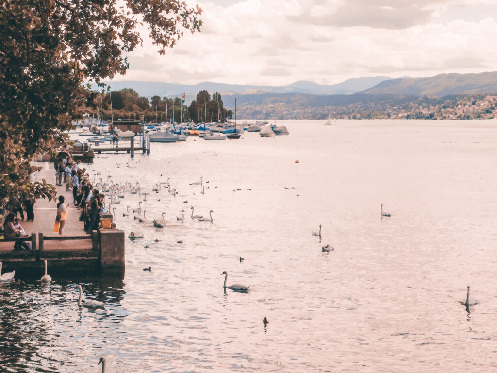 lake zurich with boardwalk and swans at dusk