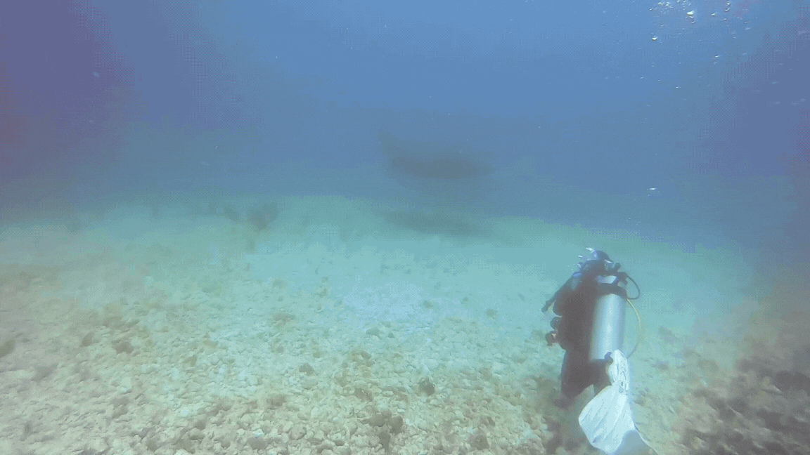 scuba diver and manta ray gif