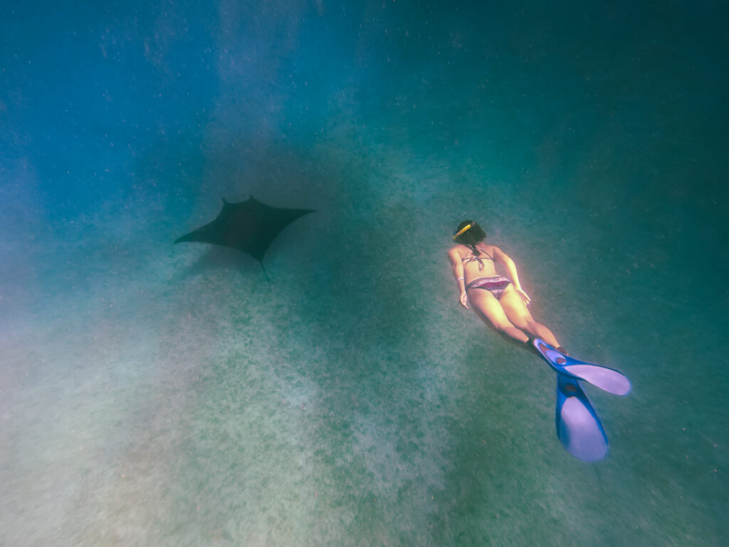 snorkeler with manta ray