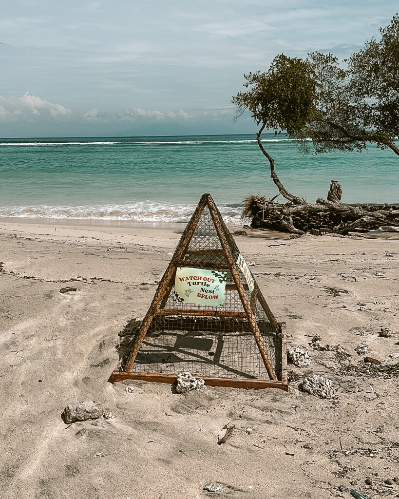 turtle nest covered with protective shield on the beach 
